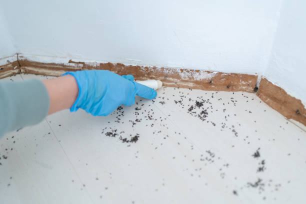 Reliable Willow Grove, PA Pest Control Solutions